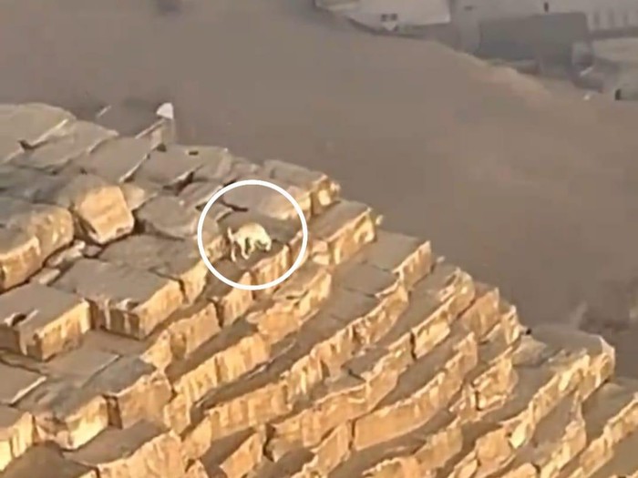 Anjing di atas Piramida Giza, Mesir.