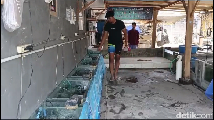 Budidaya ikan koi di Lumajang