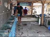 Budidaya Ikan Koi Bawa Hoki, Warga Lumajang Cuan Puluhan Juta Per Bulan