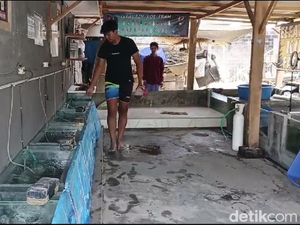 Budidaya Ikan Koi Bawa Hoki, Warga Lumajang Cuan Puluhan Juta Per Bulan
