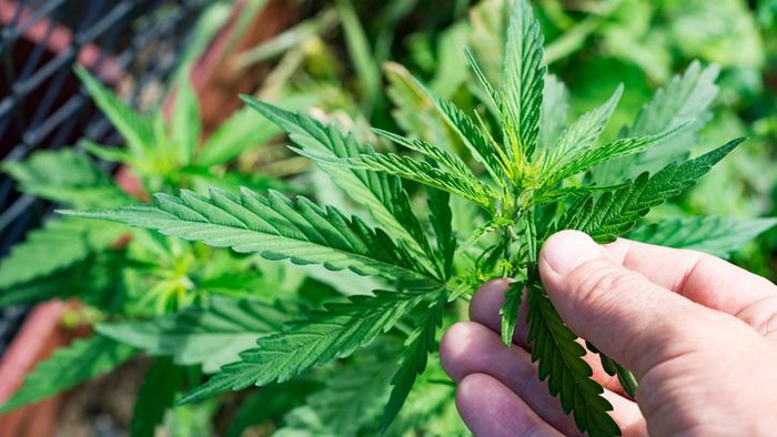 Daun ganja