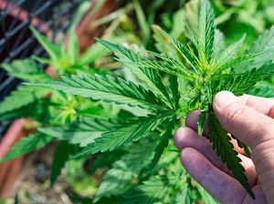 25 Ribu Warga Turki Teler gegara Hirup Asap Pembakaran 20 Ton Ganja Sitaan
