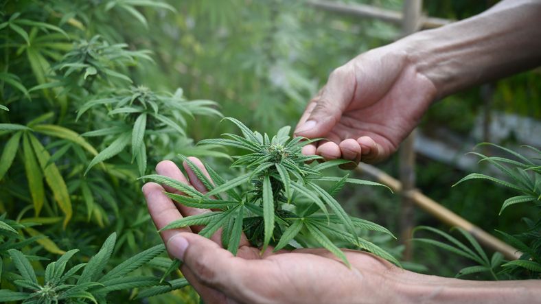 Daun ganja