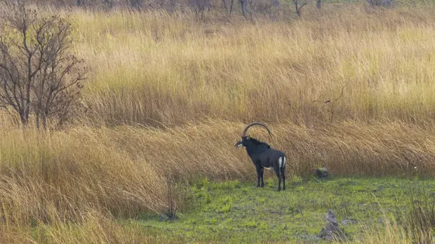 Giant sable antelope dari Angola