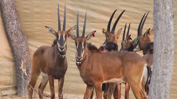 Giant sable antelope dari Angola