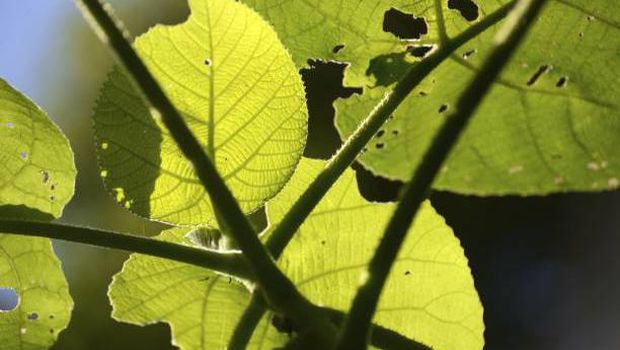 Backlighting on leaves of the fearsome giant stinging tree, Dendrocnide excelsa, also called Australian nettle tree, fibrewood, gimpi gimpi, a rainforest tree of eastern Australia.