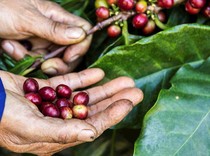 4 Fakta Kopi Ciwidey, Karakter Rasanya Unik Harganya Selangit