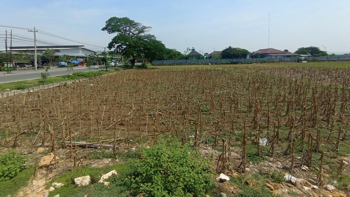 Lokasi calon kampus UNY di Jalan Mr. Iskandar, Mlangsen Blora, Kamis (17/10/2024).