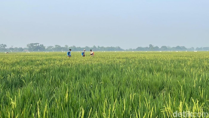 Lewat Mitra Tani, Bulog Mengantar Kebaikan sampai ke Petani