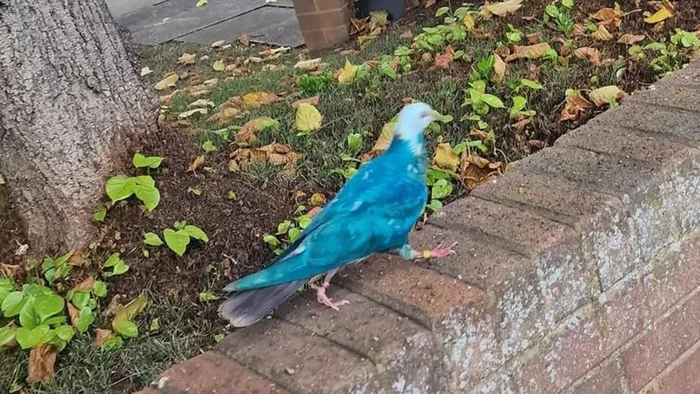 Merpati biru