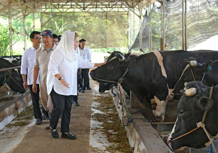 Peternakan sapi wagyu di Semarang