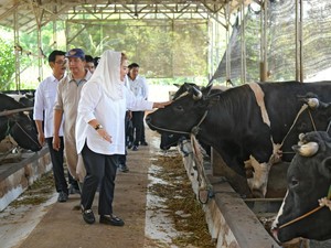 Kota Semarang Punya Potensi Pengembangbiakan Sapi Wagyu