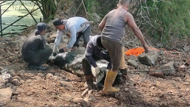Proses evakuasi buaya dari penangkaran yang jebol di Cianjur