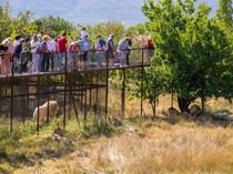 Tragis! Penjaga Kandang Tewas Diserang 3 Singa