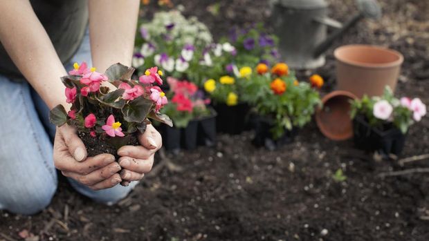 Tanaman hias begonia Woman gardening and holding Begonia flowers in her hands