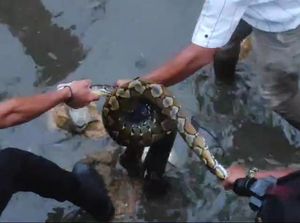 Ular Piton 4 Meter Muncul di Tanggul Mamuju, Warga Ramai-ramai Tangkap