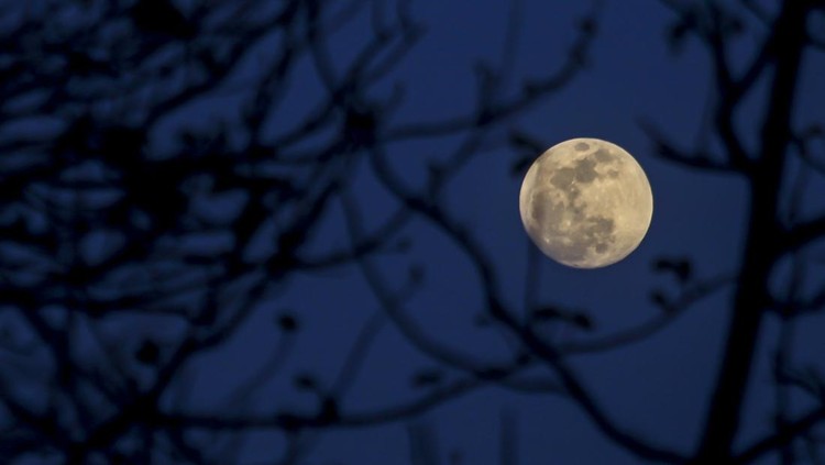 Fenomena Bulan Pemburu terlihat di Jatikalen, Nganjuk, Jawa Timur, Kamis (17/10/2024). Menurut Badan Meteorologi, Klimatologi dan Geofisika (BMKG) puncak Hunters Moon atau Bulan Pemburu terjadi pada Kamis (17/10) mulai 17.39 WIB dan terbenam pukul 05.03 WIB, dimana ukuran bulan akan lebih besar karena memiliki jarak terdekat dengan bumi dan dapat disaksikan di seluruh wilayah Indonesia serta tidak berpotensi menimbulkan dampak bahaya. ANTARA FOTO/Muhammad Mada/Spt.