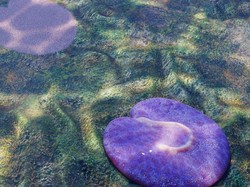 Ilmuwan Temukan Fosil Makhluk Tanpa Mata, Umurnya 500 Juta Tahun