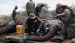 Kenya Mulai Misi Penting Relokasi Puluhan Gajah, Begini Potretnya