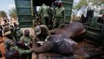 Kenya Mulai Misi Penting Relokasi Puluhan Gajah, Begini Potretnya