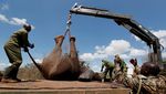 Kenya Mulai Misi Penting Relokasi Puluhan Gajah, Begini Potretnya