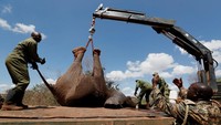 Cagar alam Mwea seluas 42 kilometer persegi, yang dirancang untuk menampung sekitar 50 gajah, telah mengalami lonjakan populasi hingga 156 ekor, yang memicu kekhawatiran tentang degradasi habitat.
