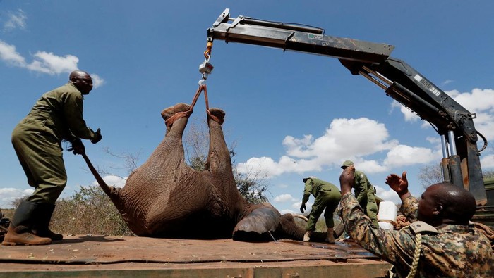 A family of elephants from the Mwea National Reserve walk out of a special transportation container during a translocation exercise at the Aberdare National Park, in Mweiga, Nyeri County, Kenya October 14, 2024. REUTERS/Thomas Mukoya