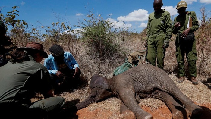 Kenya Mulai Misi Penting Relokasi Puluhan Gajah, Begini Potretnya A family of elephants from the Mwea National Reserve walk out of a special transportation container during a translocation exercise at the Aberdare National Park, in Mweiga, Nyeri County, Kenya October 14, 2024. REUTERS/Thomas Mukoya