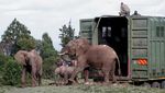 Kenya Mulai Misi Penting Relokasi Puluhan Gajah, Begini Potretnya