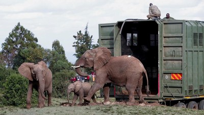 Kenya Mulai Misi Penting Relokasi Puluhan Gajah, Begini Potretnya