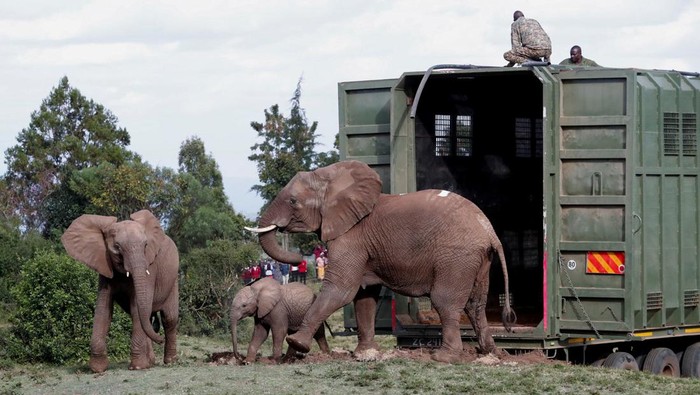 A family of elephants from the Mwea National Reserve walk out of a special transportation container during a translocation exercise at the Aberdare National Park, in Mweiga, Nyeri County, Kenya October 14, 2024. REUTERS/Thomas Mukoya
