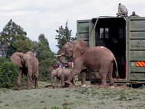 Kenya Mulai Misi Penting Relokasi Puluhan Gajah, Begini Potretnya