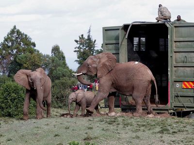 Kenya Mulai Misi Penting Relokasi Puluhan Gajah, Begini Potretnya