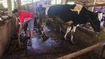 Keren! Warga Lereng Merapi Ubah Kotoran Sapi Jadi Biogas