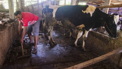Keren! Warga Lereng Merapi Ubah Kotoran Sapi Jadi Biogas