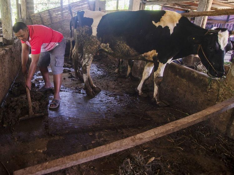Keren! Warga Lereng Merapi Ubah Kotoran Sapi Jadi Biogas