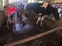 Keren! Warga Lereng Merapi Ubah Kotoran Sapi Jadi Biogas