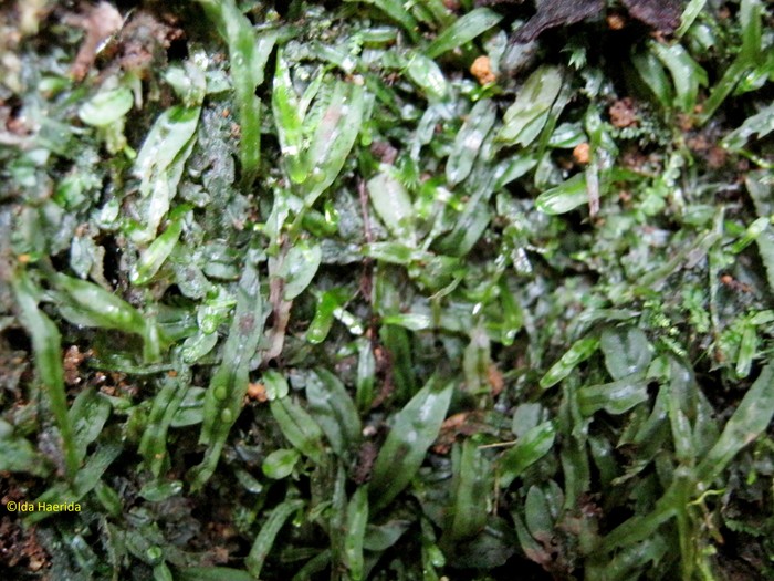 Lumut spesies Pallavicinia lyellii