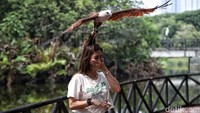 Burung-burung tersebut telah dilatih secara profesional.