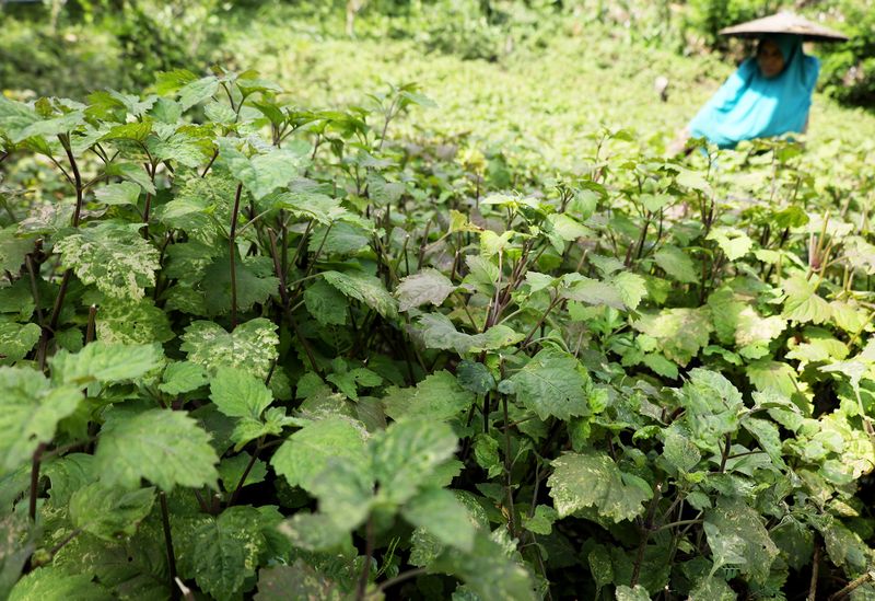 Minyak Atsiri Tembus Rp 2,2 Juta/Kg, Tanaman Ini Banyak Dibudidayakan Petani merawat tanaman nilam (Pogostemon cablin benth) di kawasan perkebunan, Mamuju, Sulawesi Barat, Jumat (18/10/2024). Minat masyarakat membudidayakan tanaman nilam kembali meningkat seiring dengan naiknya harga jual minyak nilam (minyak atsiri) dari Rp1,3 juta per kilogram menjadi Rp2,2 juta per kilogram. ANTARA FOTO/ Akbar Tado/rwa.