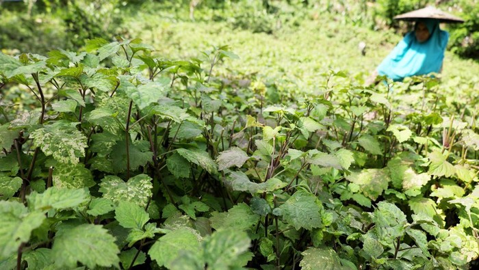 Petani merawat tanaman nilam (Pogostemon cablin benth) di kawasan perkebunan, Mamuju, Sulawesi Barat, Jumat (18/10/2024). Minat masyarakat membudidayakan tanaman nilam kembali meningkat seiring dengan naiknya harga jual minyak nilam (minyak atsiri) dari Rp1,3 juta per kilogram menjadi Rp2,2 juta  per kilogram. ANTARA FOTO/ Akbar Tado/rwa.
