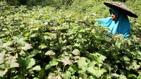 Petani merawat tanaman nilam di kawasan perkebunan, Mamuju Sulawesi Barat, Jumat (18/10/2024).