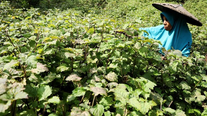Petani merawat tanaman nilam (Pogostemon cablin benth) di kawasan perkebunan, Mamuju, Sulawesi Barat, Jumat (18/10/2024). Minat masyarakat membudidayakan tanaman nilam kembali meningkat seiring dengan naiknya harga jual minyak nilam (minyak atsiri) dari Rp1,3 juta per kilogram menjadi Rp2,2 juta  per kilogram. ANTARA FOTO/ Akbar Tado/rwa.