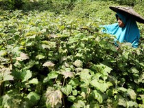 Minyak Atsiri Tembus Rp 2,2 Juta/Kg, Tanaman Ini Banyak Dibudidayakan