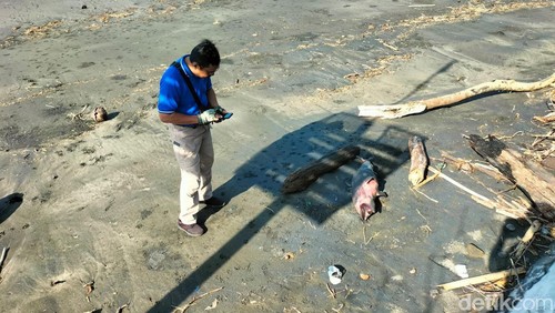 Petugas memeriksa bangkai lumba-lumba hidung botol terdampar di pesisir Pantai Pelataran Pura Rambutsiwi, Desa Yehembang, Kecamatan Mendoyo, Kabupaten Jembrana, Jumat (18/10/2024)