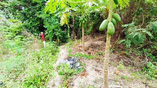 Patok tol Jogja-Solo-YIA di ladang pepaya milik Yustinus Ariyanto yang berada di Dusun Nyamplung Lor, Balecatur, Gamping, Sleman, Jumat (18/10/2024).