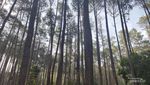 Menelusuri Sejarah Wisata Batu Kuda Bandung