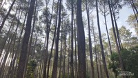 Wisata Batu kuda di kerumuni oleh pohon pinus.