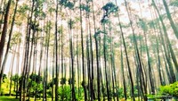 Foto Hutan pinus di Batu kuda