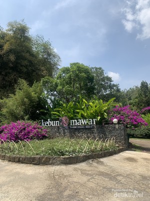 Sejenak Melepaskan Penat di Kebun Mawar Garut yang Romantis